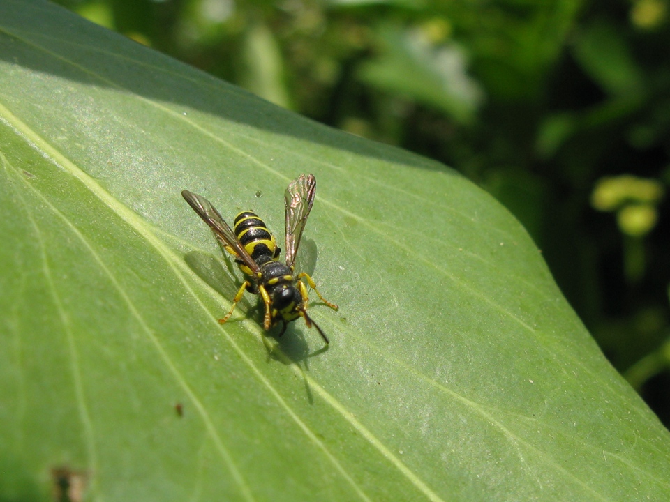 Cerceris sp. (Crabronidae)